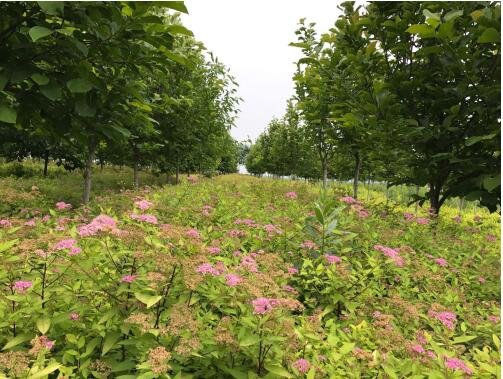 陜西綠宇園林公司:堅(jiān)持改革不打烊 苗圃發(fā)展現(xiàn)成效