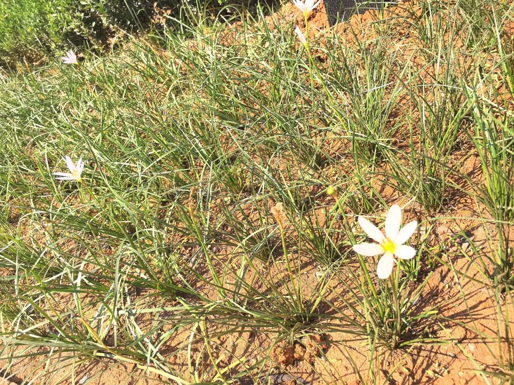 電廠花開時，奮斗自成章